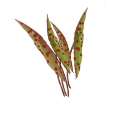 Begonia leaf PNG illustration watercolor transparent