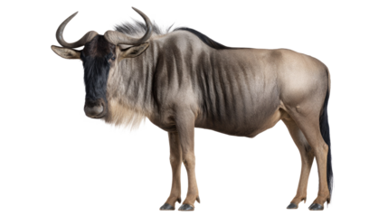 Wildebeest Isolated on Transparent Background