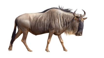 Wildebeest Isolated