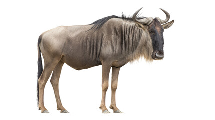 Wildebeest Isolated on Transparent Background