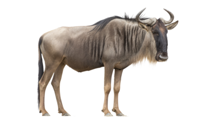 Wildebeest Isolated on Transparent Background