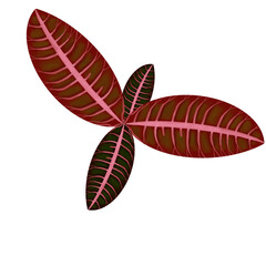 Begonia leaf PNG illustration watercolor transparent