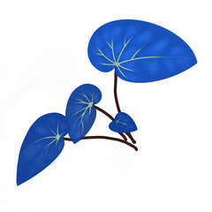 Begonia leaf PNG illustration watercolor transparent