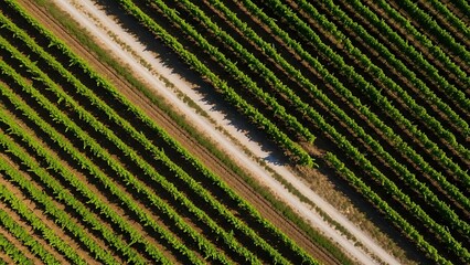 Aerial view of a sprawling vineyard. Lush green grapevines form endless rows, beautifully bisected by a rustic dirt path, revealing intricate agricultural patterns
