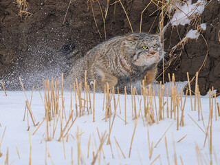 lynx on the rock © Bai