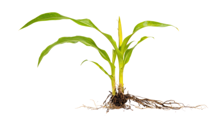 Young Corn Plant with Roots
