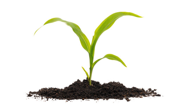 Young Corn Plant Seedling Isolated