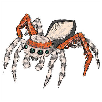 Jumping Spider. Saitis barbipes. Colorful, vector illustration. Picturesque. Unique stylization. Print on sketchbooks, stickers, postcards, cups, clothes, posters. Biologic. 
