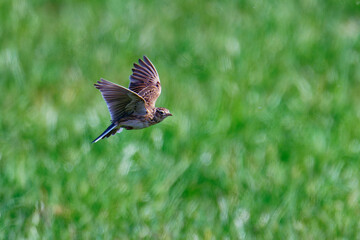 Feldlerche im Flug &uuml;ber eine Wiese w&auml;hrend der Balz	