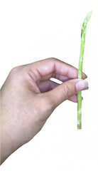 isolated woman hand holding asparagus 