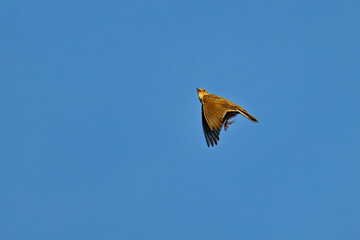 Feldlerche w&auml;hrend der Balz
