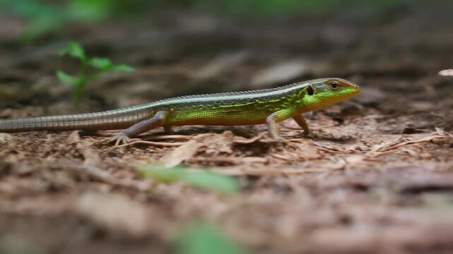 A vibrant green lizard traversing the forest floor