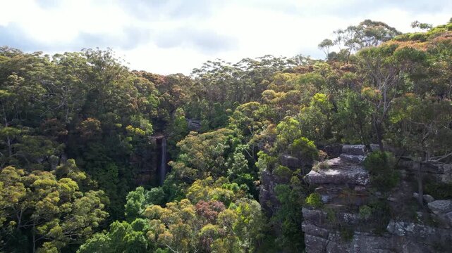Waterfall in eucalyptus forest