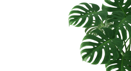 Large, vibrant green Monstera deliciosa leaves with detailed venation and fenestrations, dew-kissed, on a transparent studio background with copy space, tropical freshness and vitality concept