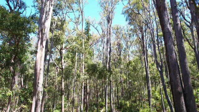 Eucalyptus forest in Australia