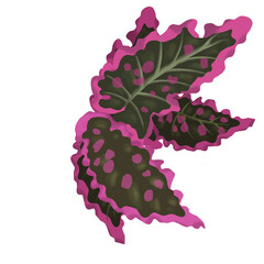 Begonia leaf PNG illustration watercolor transparent