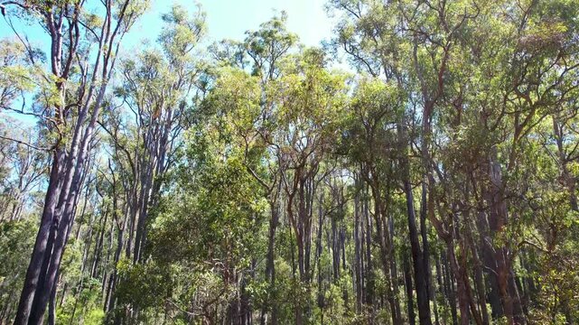 Eucalyptus forest in Australia