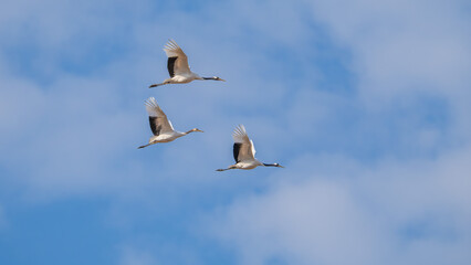 Fototapeta premium flock of seagulls