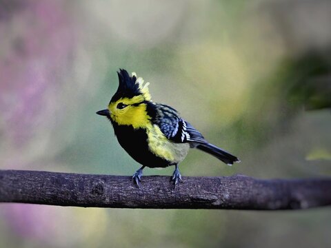 great tit parus major