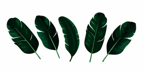 A collection of dark green banana leaves arranged on a white background © Polash