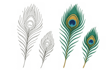 Peacock feather illustration with vivid eye spot detail and soft natural shadow on a transparent background