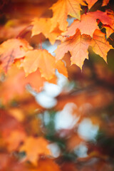 Fototapeta premium Autumn leaves close-up with blurred background in autumn park
