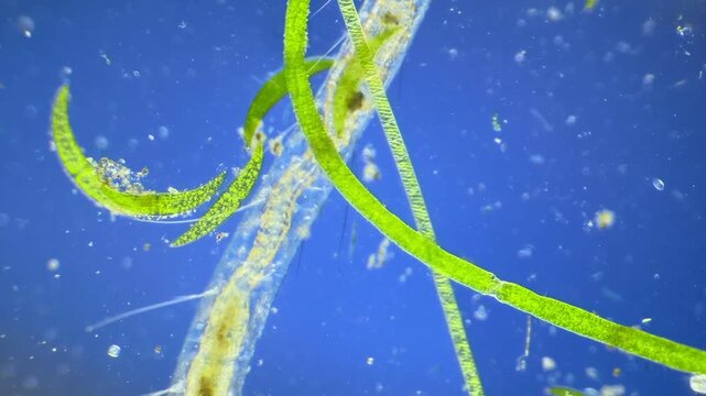 Worms under the microscope