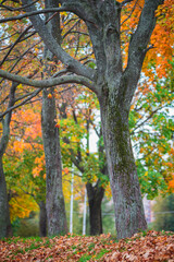 Fototapeta premium Beautiful picture in autumn park with trees and orange leaves