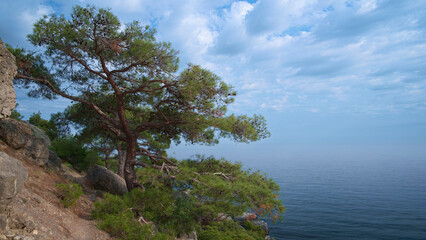Beautiful sunset seascape with pine trees on the rocky shore, Sunset sky over the sea horizon, sky with soft clouds, the sea is clear and calm, Crimea, South Coast