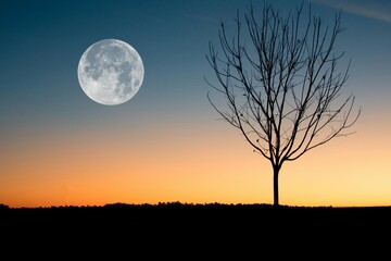 Full moon and lone tree at sunset © Jack
