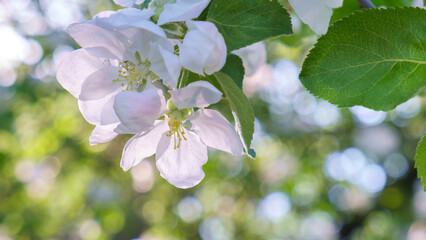 A tree in full bloom, covered in white flowers. The flowers have opened and are in various stages of bloom. Spring awakening concept.