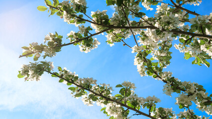 Obraz premium Tree in full bloom, covered in white flowers. flowers are in various stages of bloom and have blossomed. sky is blue and clear, Spring awakening concept.