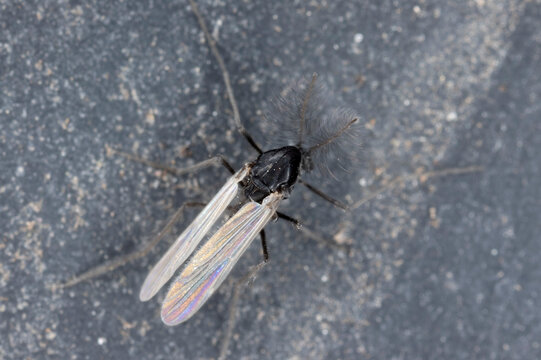  Non-biting midges, Chironomidae. Flies whose males have highly developed antennae.
