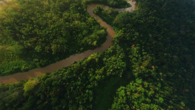 Aerial drone image of a tropical Amazon river flowing through a Amazon rainforest, dark water and lush vegetation. An aerial footage of the amazon rainforest showing a river through the jungle.