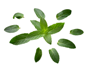 Mint leaves cluster isolated on transparent background