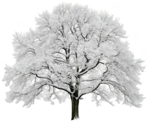 A majestic, sprawling deciduous tree with a dense, rounded crown completely covered in a thick layer of glistening white frost or snow, stands prominently with, isolated on transparent background.