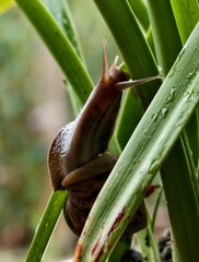 Brown snail climbs green stems with extended tentacles in moist, water-dropped environment.