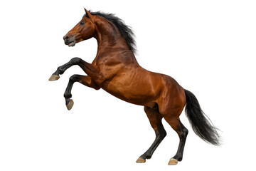 Bay horse stallion rearing, showing power and freedom on transparent background, muscular animal equine