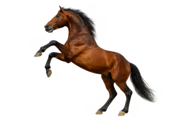 Bay horse stallion rearing, showing power and freedom on transparent background, muscular animal equine