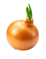 Fresh Yellow Single Onion isolated on a white background
