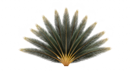 Fan palm leaf tropical foliage green and yellow gradient isolated on transparent background botanical illustration exotic plant natural decor elegant and fresh vibe