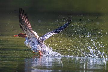 red winged blackbird