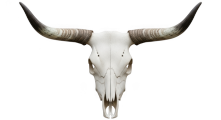 Cow skull with large horns isolated on white background isolated on transparent background
