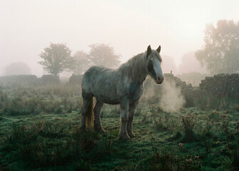 horse in the field