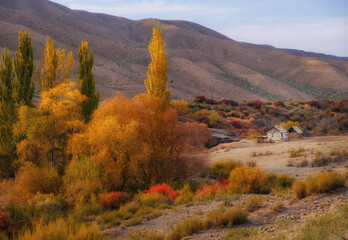 Autumn in the mountains. Rural landscape, yellow poplars, red shrubs and an old house against the background of hills
