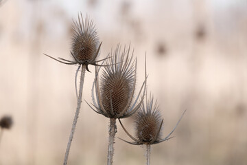 Dry heads of villi or Dipsacus fullonum in close-up on a blurred background. Beautiful natural dried flowers for autumn and winter decor, floristry and macro photography. 