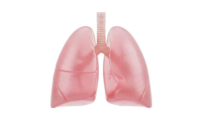 Obraz premium Realistic human lungs isolated PNG on transparent background, anatomical organ for medical study and healthcare concepts