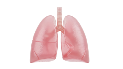 Realistic human lungs isolated PNG on transparent background, anatomical organ for medical study and healthcare concepts