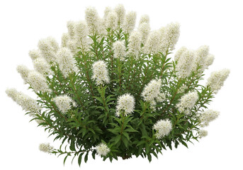 White flower bouquet with green leaves isolated on transparent background