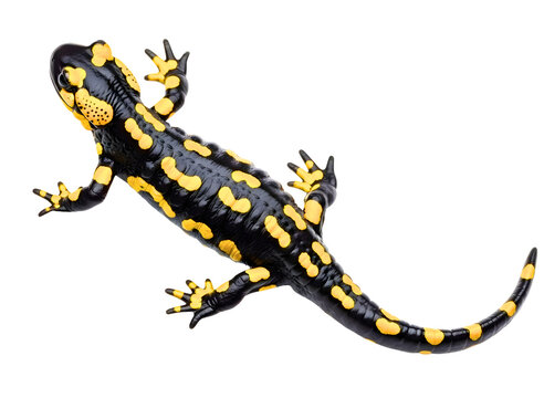 A black and yellow spotted salamander isolated on transparent background